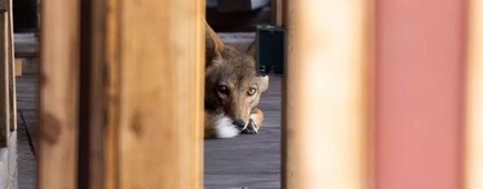 A coyote sleeps inside an abandoned building in West Hollywood.