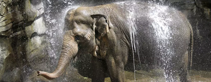 Tina, an Asian elephant, cools off in a water fall Los Angeles Zoo. Tina, an Asian elephant, cools off in a water fall Los Angeles Zoo.