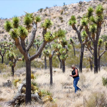 A grove of Joshua trees in Joshua Tree National Park, shown in June 2023.