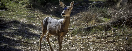 A mule deer in a natural setting 