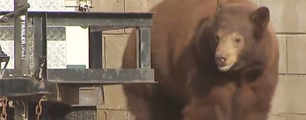 A large bear stands next to a concrete wall. A large bear stands next to a concrete wall.