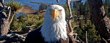 Jackie the bald eagle facing the camera