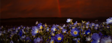 A rainbow is present over the flowering desert near Copiapo, Chile, last month.