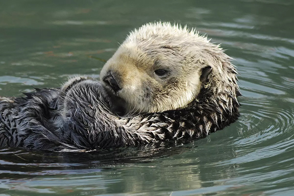Sea Otters relax in the Morro Bay marina Sea Otters relax in the Morro Bay marina
