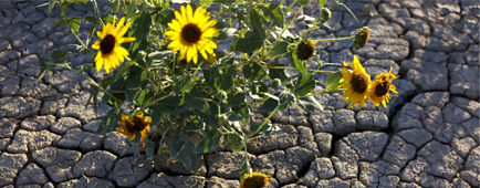 Yellow flowers rise from dry, cracked earth.
